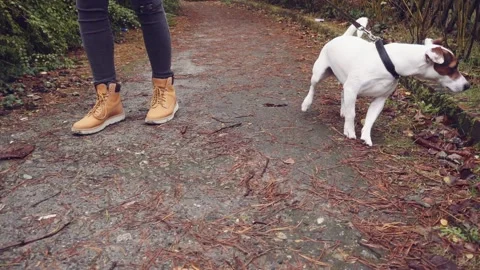 Happy Active Dog on a Leash Running on a City Street. SLOW MOTION 스톡 동영상 140368420