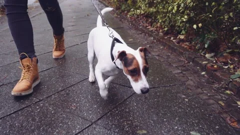 Happy Active Dog on a Leash Running on a City Street. SLOW MOTION 스톡 동영상 140368422