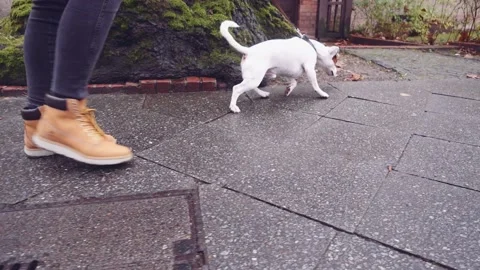 Happy Active Dog on a Leash Running on a City Street. SLOW MOTION 스톡 동영상 140368437