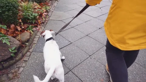 Happy Active Dog on a Leash Running on a City Street. SLOW MOTION 스톡 동영상 140368441