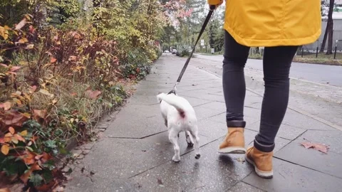 Happy Active Dog on a Leash Running on a City Street. SLOW MOTION 스톡 동영상 140368449