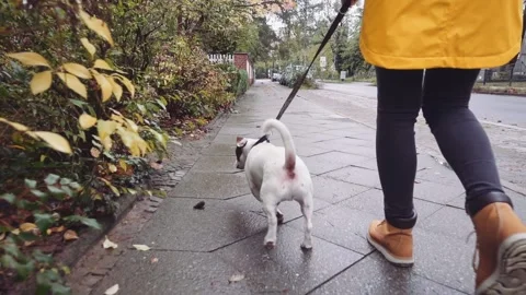 Happy Active Dog on a Leash Running on a City Street. SLOW MOTION 스톡 동영상 140368451