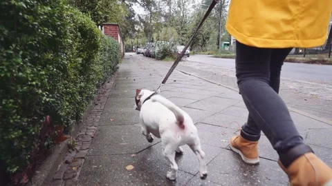 Happy Active Dog on a Leash Running on a City Street. SLOW MOTION 스톡 동영상 140368452