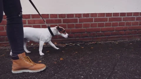 Happy Active Dog on a Leash Running on a City Street. SLOW MOTION 스톡 동영상 140368459