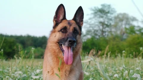 Happy active german shepherd dog smiles Stock Video Pond5