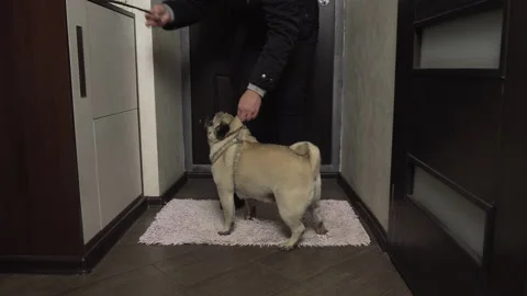 Happy active pug dog dressing to go outside for a morning walk Stock Footage 96270883