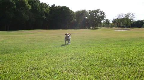 Happy active summer dog Vídeo Stock 51428845