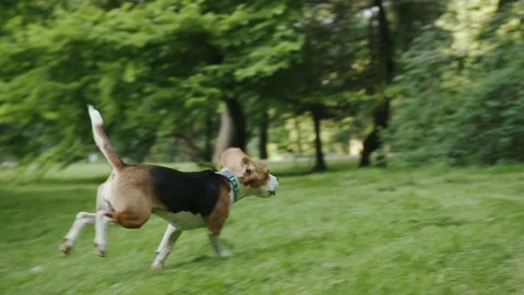 Happy active young beagle dog running on the green grass in the park. People Stock Footage 111819966