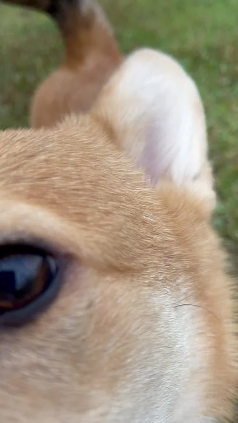 Happy and active purebred Welsh Corgi dog outdoors on a sunny summer day. Stock Footage 250559589