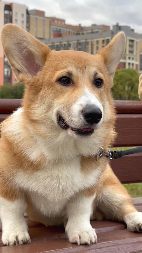 Happy and active purebred Welsh Corgi dog outdoors on a sunny summer day. Stock Footage 250559663