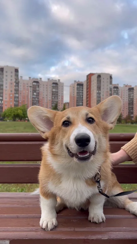 Happy and active purebred Welsh Corgi dog outdoors on a sunny summer day. Stock Footage 250559736