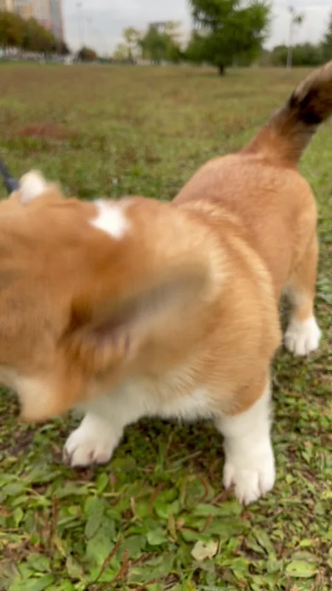 Happy and active purebred Welsh Corgi dog outdoors on a sunny summer day. Stock Footage 250559805