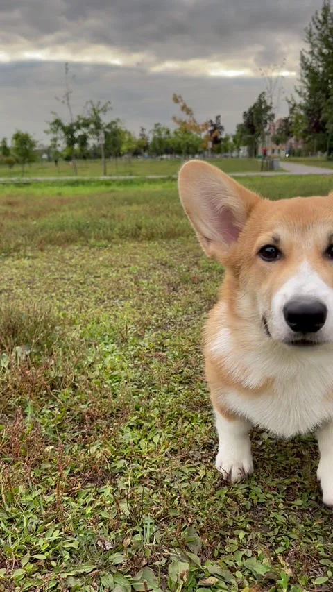 Happy and active purebred Welsh Corgi dog outdoors on a sunny summer day. Stock Footage 250620793