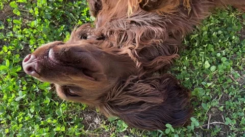 Happy and funny, smiling spaniel dog lies on the grass, Stock Footage 241582152