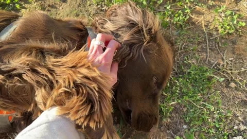 Happy and funny, smiling spaniel dog lies on the grass, Stock Footage 241582191