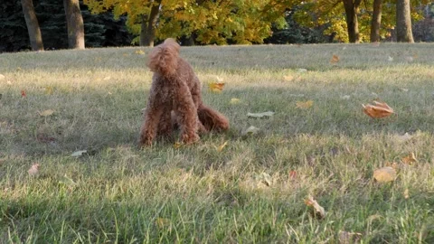 A happy and playful dog is enthusiastically digging in a beautiful park Stock Footage 288590153