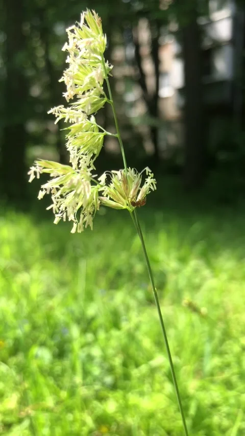 Happy ant relaxing and playing Stock Footage 133552084