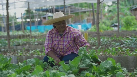 Happy Asian Farmer looking at camera in vegetable field. Stock Footage 198332799