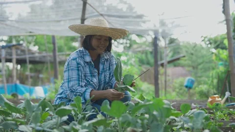Happy Asian Farmer looking at camera in vegetable field. Stock Footage 198332856
