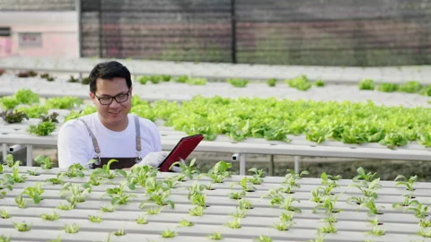 Happy Asian man farmer checking hydroponic vegetables in a hydroponic farm Video stock 221674697