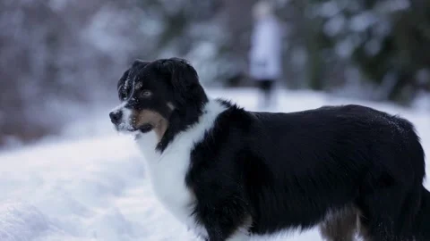 Happy Aussie Shepherd dog running in the snow, cute dog, pet. 4K 24FPS Stock Footage 263669323