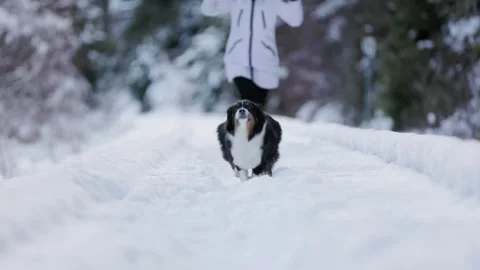 Happy Aussie Shepherd dog running in the snow, cute dog, pet. 4K 24FPS Stock Footage 263669552