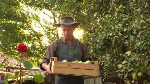 Happy authentic farmer in hat picking pears from fruit garden. Agricultural Video stock 163012657