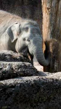 Happy baby elephant Stock Photos