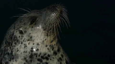 Happy baby seal muzzle slow motion Stock Footage 62812088