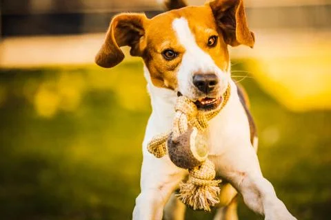 Happy beagle dog in backyard runs and hops jocularly with the toy towards cam Stock Photos