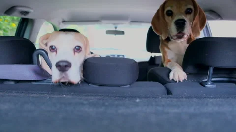Happy beagle dog in the car peep out. 動画素材 246176953