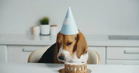 A happy beagle dog in a festive hat sits at the table and eats his delicious Stock Footage 140866426