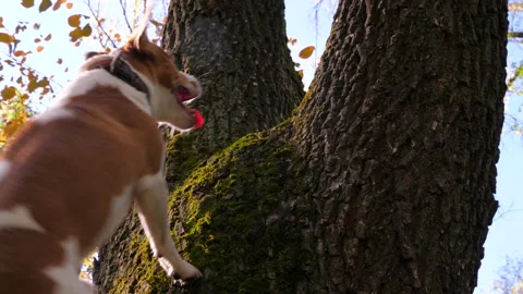 Happy beagle dog jumping on tree trunk playing with wooden stick. Dog training Video stock 132066307