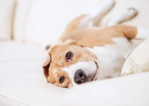 Happy beagle on sofa Foto stock