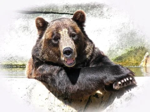 Happy bear Stock Photos