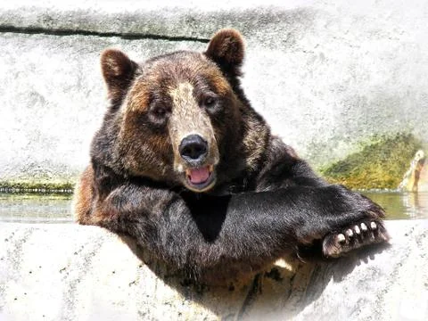 Happy bear Stock Photos