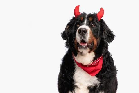 Happy bernese mountain dog with devil horns headband opening mouth Stock Photos