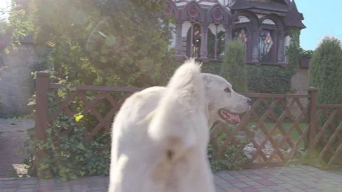 Happy big cute friendly pet dog wagging his tail. Stock Footage 142573036