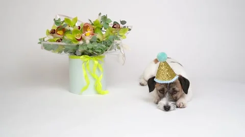 Happy birthday concept. Stock Footage 170709933