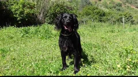Happy Black working cocker spaniel dog chases ball in field slow motion 4K Stock Footage 270866987