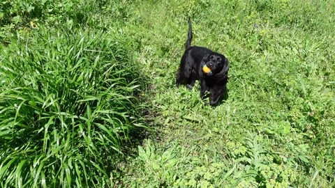 Happy Black working cocker spaniel dog plays with a ball in field 4K Stock Footage 270867701