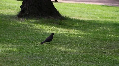 A happy blackbird Stock Footage 40676174