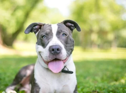 A happy blue and white Pit Bull Terrier mixed breed dog Stock Photos