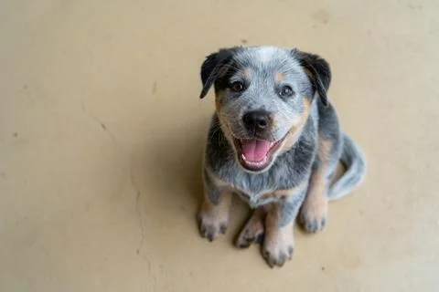 Happy Blue Heeler Puppy Stock Photos
