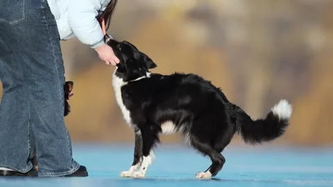 Happy Border Collie dashes across a frozen lake, playing and slipping on the ice Stock Footage 307625675