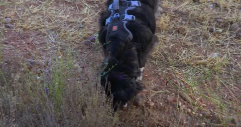 Happy Border Collie dog running in a field 스톡 동영상 344147063