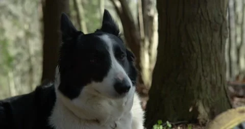 Happy Border Collie panting in the forest Stock Footage 328916082
