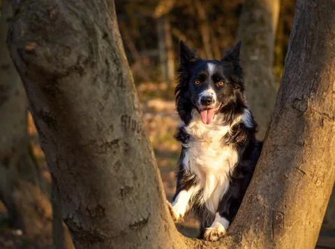 Happy Border Collie Standing Between Trees in Forest at Sunset Stock Photos