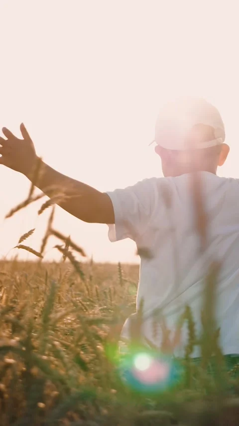 Happy boy kid running at sunlight dry wheat field with open hands enjoy Stock Footage 274513670
