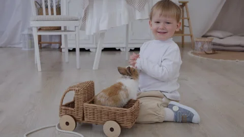 Happy boy playing with fluffy bunnies Stock Footage 306470359